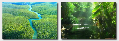 rainforest