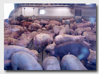 Swine