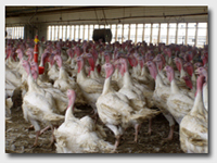 Turkeys